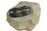 Paralejurus Trilobite Fossil - Atchana, Morocco #348418-3